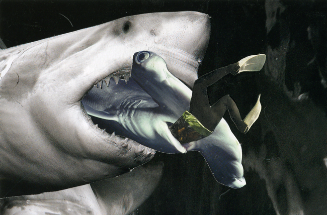 Sharks