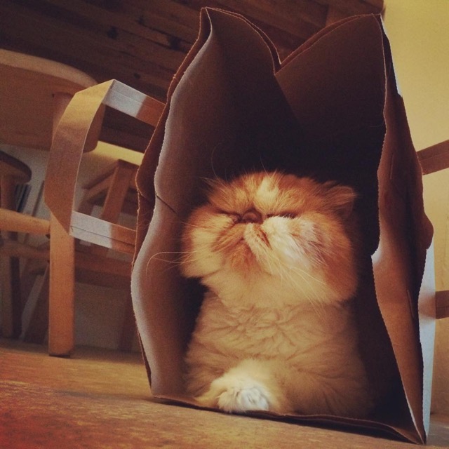 Winston in a bag